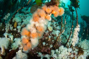 Metridium and proliferating anemones cling to bull kelp. Browning Pass, Vancouver Island.