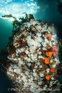 White metridium anemones fed by strong ocean currents, cover a cold water reef teeming with invertebrate life. Browning Pass, Vancouver Island, Metridium senile