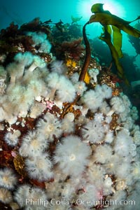 White metridium anemones fed by strong ocean currents, cover a cold water reef teeming with invertebrate life. Browning Pass, Vancouver Island.