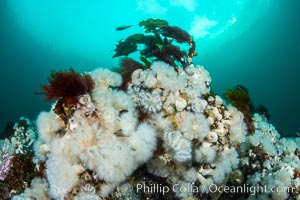 White metridium anemones fed by strong ocean currents, cover a cold water reef teeming with invertebrate life. Browning Pass, Vancouver Island, Metridium senile