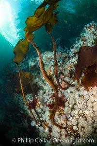 White metridium anemones fed by strong ocean currents, cover a cold water reef teeming with invertebrate life. Browning Pass, Vancouver Island, Metridium senile