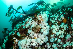 White metridium anemones fed by strong ocean currents, cover a cold water reef teeming with invertebrate life. Browning Pass, Vancouver Island.