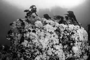 White metridium anemones fed by strong ocean currents, cover a cold water reef teeming with invertebrate life. Browning Pass, Vancouver Island, Metridium senile