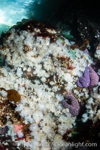 White metridium anemones fed by strong ocean currents, cover a cold water reef teeming with invertebrate life. Browning Pass, Vancouver Island, Metridium senile