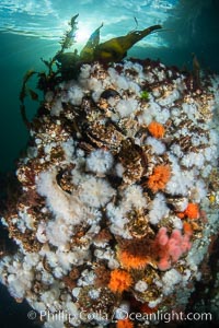 White metridium anemones fed by strong ocean currents, cover a cold water reef teeming with invertebrate life. Browning Pass, Vancouver Island, Metridium senile