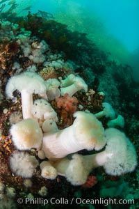 White metridium anemones fed by strong ocean currents, cover a cold water reef teeming with invertebrate life. Browning Pass, Vancouver Island