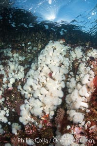 White metridium anemones fed by strong ocean currents, cover a cold water reef teeming with invertebrate life. Browning Pass, Vancouver Island, Metridium senile