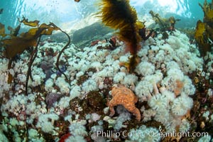 White metridium anemones fed by strong ocean currents, cover a cold water reef teeming with invertebrate life. Browning Pass, Vancouver Island, Metridium senile