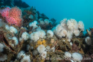 Metridium anemones covering Oil Rig Elly underwater structure, Metridium senile, Long Beach, California