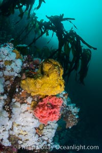 Colorful Metridium anemones, pink Gersemia soft corals, yellow suphur sponges cover the rocky reef in a kelp forest near Vancouver Island and the Queen Charlotte Strait.  Strong currents bring nutrients to the invertebrate life clinging to the rocks, Gersemia rubiformis, Halichondria panicea, Metridium senile