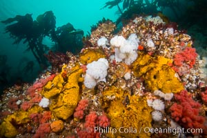 Colorful Metridium anemones, pink Gersemia soft corals, yellow suphur sponges cover the rocky reef in a kelp forest near Vancouver Island and the Queen Charlotte Strait.  Strong currents bring nutrients to the invertebrate life clinging to the rocks, Gersemia rubiformis, Halichondria panicea