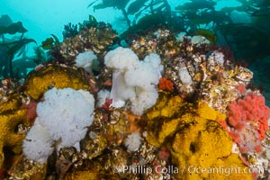 Colorful Metridium anemones, pink Gersemia soft corals, yellow suphur sponges cover the rocky reef in a kelp forest near Vancouver Island and the Queen Charlotte Strait.  Strong currents bring nutrients to the invertebrate life clinging to the rocks, Gersemia rubiformis, Halichondria panicea, Metridium farcimen