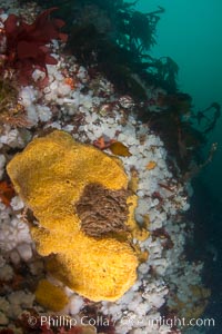 Colorful Metridium anemones, pink Gersemia soft corals, yellow suphur sponges cover the rocky reef in a kelp forest near Vancouver Island and the Queen Charlotte Strait.  Strong currents bring nutrients to the invertebrate life clinging to the rocks, Gersemia rubiformis, Halichondria panicea