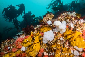 Colorful Metridium anemones, pink Gersemia soft corals, yellow suphur sponges cover the rocky reef in a kelp forest near Vancouver Island and the Queen Charlotte Strait.  Strong currents bring nutrients to the invertebrate life clinging to the rocks, Gersemia rubiformis, Halichondria panicea