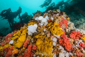 Colorful Metridium anemones, pink Gersemia soft corals, yellow suphur sponges cover the rocky reef in a kelp forest near Vancouver Island and the Queen Charlotte Strait.  Strong currents bring nutrients to the invertebrate life clinging to the rocks, Gersemia rubiformis, Halichondria panicea