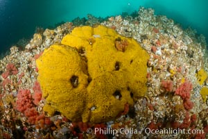 Colorful Metridium anemones, pink Gersemia soft corals, yellow suphur sponges cover the rocky reef in a kelp forest near Vancouver Island and the Queen Charlotte Strait.  Strong currents bring nutrients to the invertebrate life clinging to the rocks, Gersemia rubiformis, Halichondria panicea