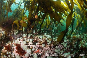 Metridium senile anemones cover the reef below a forest of bull kelp, Browning Pass, Vancouver Island, Metridium senile, Nereocystis luetkeana