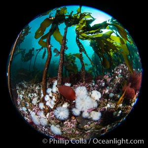 Metridium senile anemones cover the reef below a forest of bull kelp, Browning Pass, Vancouver Island. British Columbia, Canada, Metridium senile, Nereocystis luetkeana, natural history stock photograph, photo id 35300