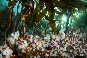 Metridium senile anemones cover the reef below a forest of bull kelp, Browning Pass, Vancouver Island, Metridium senile, Nereocystis luetkeana