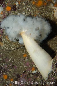 Giant Plumose Anemone, Metridium farcimen