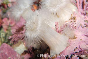 Plumose anemone, Metridium senile