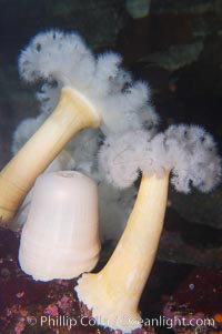 Giant plumose anemone, Metridium farcimen