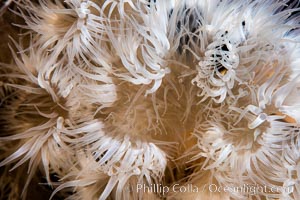 Metridium tentacle detail, Vancouver Island, Canada, Metridium senile