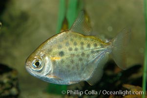 Silver dollar, a freshwater fish native to the Amazon and Paraguay river basins of South America, Metynnis hypsauchen