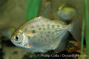 Silver dollar, a freshwater fish native to the Amazon and Paraguay river basins of South America, Metynnis hypsauchen