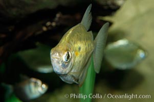 Silver dollar, a freshwater fish native to the Amazon and Paraguay river basins of South America, Metynnis hypsauchen