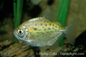 Silver dollar, a freshwater fish native to the Amazon and Paraguay river basins of South America, Metynnis hypsauchen