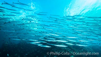 Mexican Barracuda, Los Islotes, Baja Califorinia, Sea of Cortez