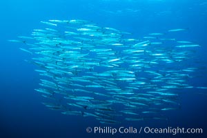 Mexican Barracuda, Los Islotes, Baja Califorinia, Sea of Cortez