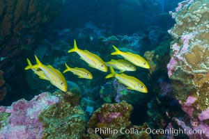 Mexican goatfish, Mulloidichthys dentatus, Clipperton Island