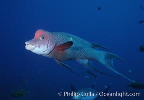 Mexican hogfish, adult male showing fleshy bump on head, Revilligigedos, Bodianus diplotaenia