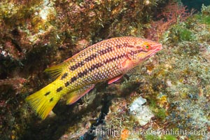 Mexican hogfish, female coloration, Sea of Cortez, Baja California, Mexico.