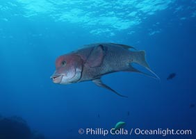 Mexican hogfish, adult male showing fleshy bump on head, Revilligigedos., Bodianus diplotaenia, natural history stock photograph, photo id 05769
