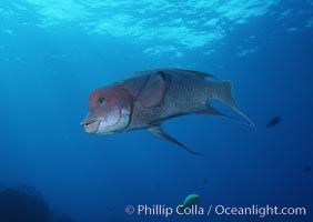 Mexican hogfish, adult male showing fleshy bump on head, Revilligigedos, Bodianus diplotaenia