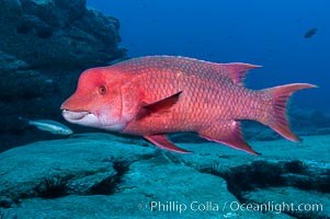 Mexican hogfish, adult male showing fleshy bump on head, Bodianus diplotaenia, Guadalupe Island (Isla Guadalupe)