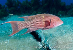 Mexican hogfish, female or subadult male lacking fleshy bump on head, Bodianus diplotaenia, Guadalupe Island (Isla Guadalupe)