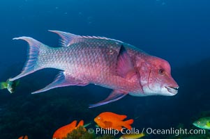 Mexican hogfish, adult male showing fleshy bump on head, Bodianus diplotaenia, Guadalupe Island (Isla Guadalupe)