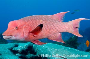 Mexican hogfish, adult male showing fleshy bump on head, Bodianus diplotaenia, Guadalupe Island (Isla Guadalupe)