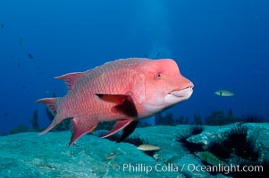 Mexican hogfish, adult male showing fleshy bump on head, Bodianus diplotaenia, Guadalupe Island (Isla Guadalupe)