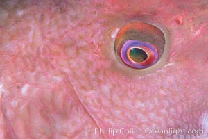 Mexican hogfish eye detail, adult male, Sea of Cortez, Isla Cayo, Baja California, Mexico