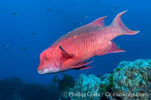 Mexican hogfish, adult male showing fleshy bump on head, Bodianus diplotaenia, Guadalupe Island (Isla Guadalupe)