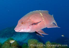 Mexican hogfish, female or subadult male lacking fleshy bump on head, Bodianus diplotaenia, Guadalupe Island (Isla Guadalupe)