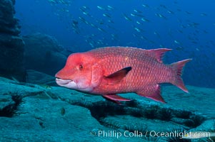 Mexican hogfish, adult male showing fleshy bump on head, Bodianus diplotaenia, Guadalupe Island (Isla Guadalupe)