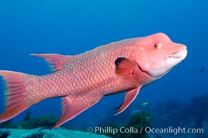 Mexican hogfish, adult male showing fleshy bump on head, Bodianus diplotaenia, Guadalupe Island (Isla Guadalupe)