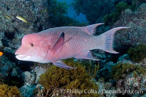 Mexican hogfish, adult male showing fleshy bump on head, Bodianus diplotaenia, Guadalupe Island (Isla Guadalupe)