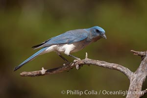 Mexican jay, Aphelocoma ultramarina, Madera Canyon Recreation Area, Green Valley, Arizona